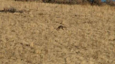 Coyote Stock Footage 11623622