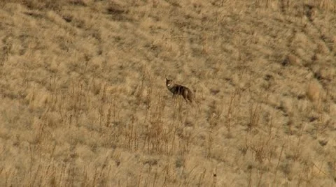 Coyote Stock Footage 11624622