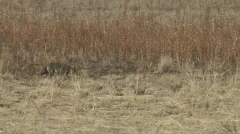 Coyote Stock Footage 11650188