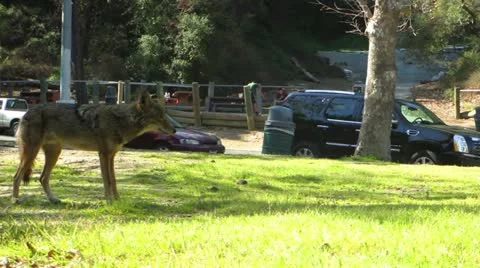 Coyote Stock Footage 22070175