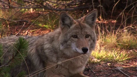 A coyote Stock Footage 72571669