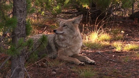 A coyote Stock Footage 72571670