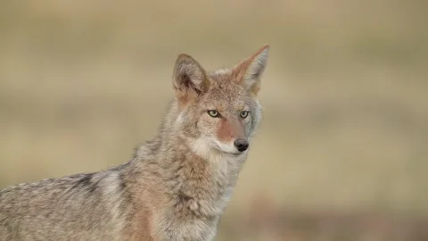 Coyote Stock Footage 252231528