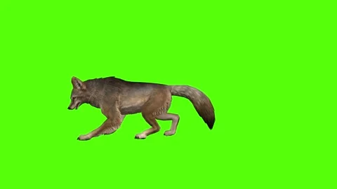 Coyote Stock Footage 295556362
