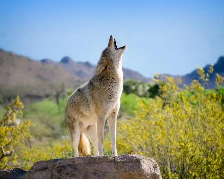 Coyote-Howling Stock Photos