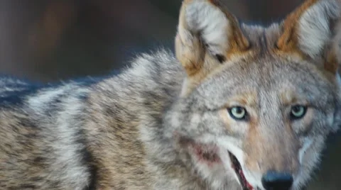 Coyote Hungery 스톡 동영상 12713216