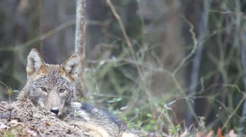 Coyote Hunting Stock Footage 8653299