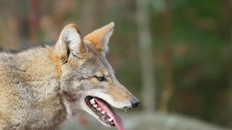 Coyote Hunting Stock Footage 12714250