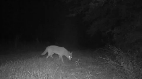 Coyote Hunting Stock Footage 56132988