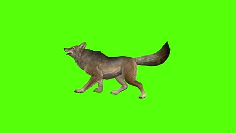Coyote Idle Green Screen Animation 4K Rendering Vídeos de archivo 295556234
