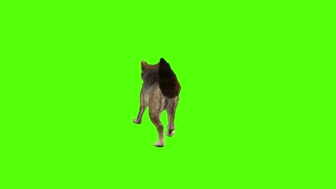Coyote Idle Green Screen Animation 4K Rendering Stockbeeldmateriaal 295556239