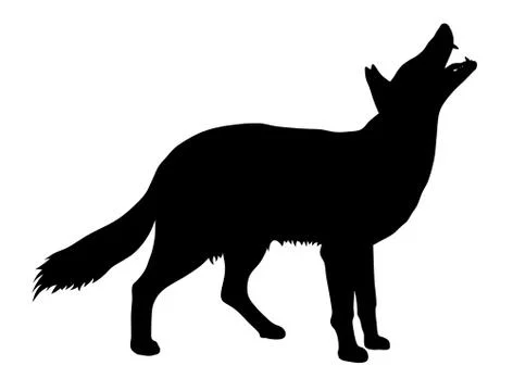 Coyote Stock Illustration
