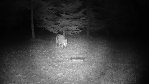 Coyote investigating &amp; suddenly taking an object before disappearing Stock Footage 346977124