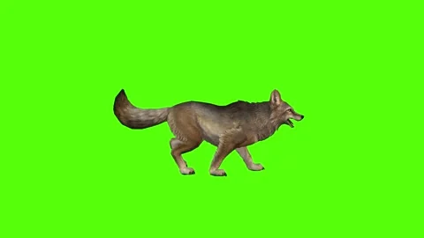Coyote Jump Attack Green Screen Animation 4K Rendering Stock Footage 295556288