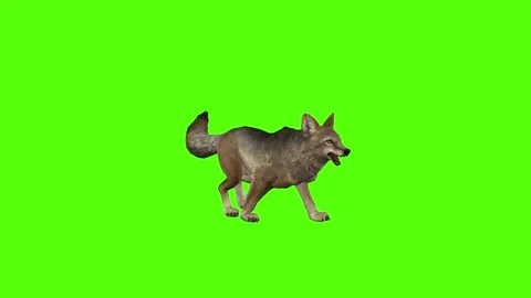 Coyote Jump Attack Green Screen Animation 4K Rendering Stock Footage 295556296