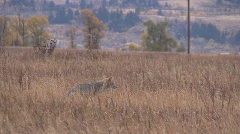 A coyote jumping through tall grass looking for prey Vídeos de archivo 68375155