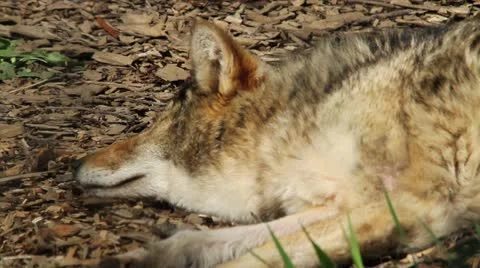 Coyote laying down Stock Footage 17198760