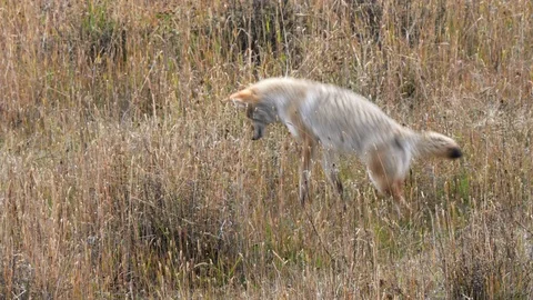Coyote leaping after a mouse in a meadow at yellowstone Stock Footage 120385295