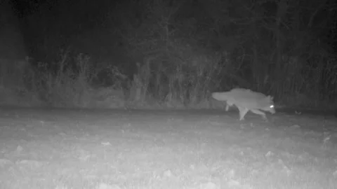 Coyote limps to the right Stock Footage 292574351