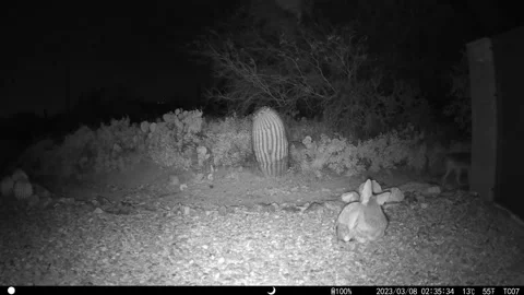 Coyote listening in dark - night time HD... | Stock Video | Pond5