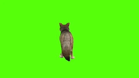 Coyote Looking Around Green Screen Animation 4K Rendering Stock Footage 295214810
