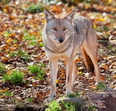 Coyote looking at the camera Stock Photos