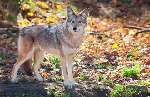 Coyote looking at the camera Stock Photos