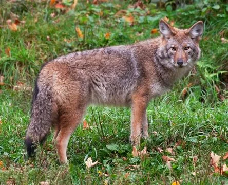 Coyote looking at the camera Stock Photos