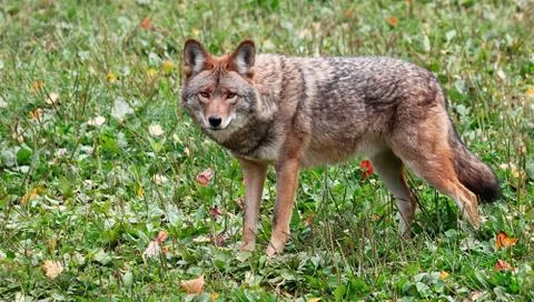 Coyote looking at the camera Stock Photos