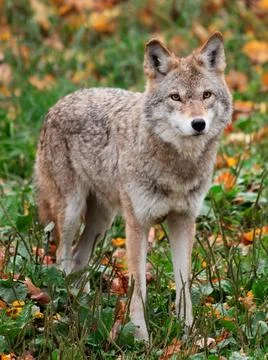Coyote looking at the camera Stock Photos