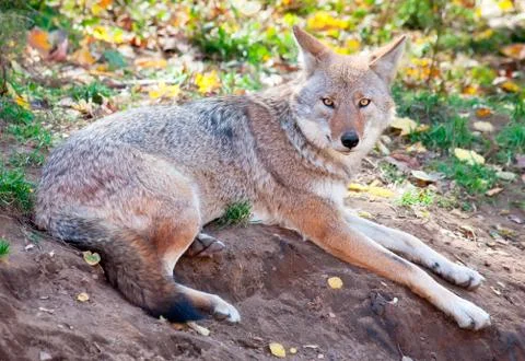 Coyote Looking at the Camera Stock Photos