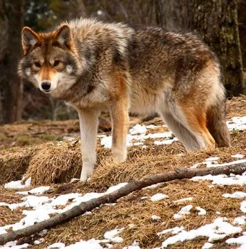 Coyote looking at the camera on a spring day Stock Photos