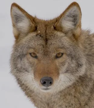 Coyote looking at the camera in the winter Stock Photos