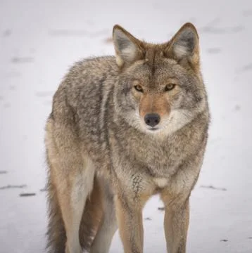 Coyote looking at the camera in the winter Stock Photos