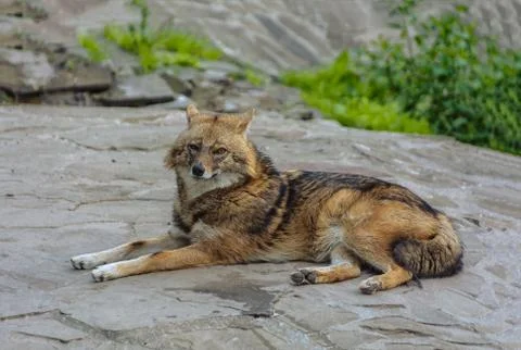 Coyote lying on a stone Foto stock