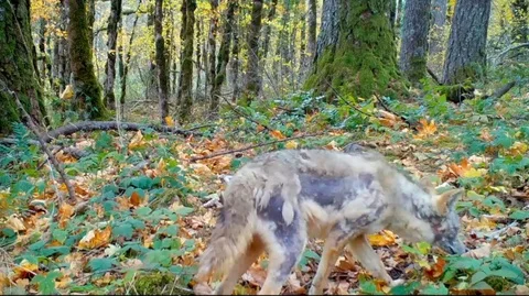 Coyote with mange Vídeos de archivo 121060427