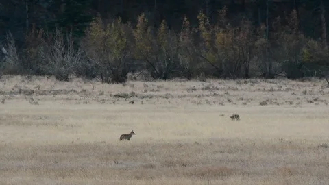 A Coyote in a Mountain Meadow Howling Stock Footage 120150911