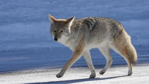 Coyote moving in snow motion as it cautiously watches Stock Footage 222898427