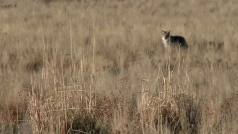 Coyote moving through the grasses looking for a meal Stock Footage 74858780