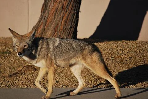 Coyote  in neighborhood 0019 Stock Photos