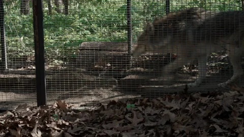 Coyote Pacing Inside a Cage Stock Footage 138129288