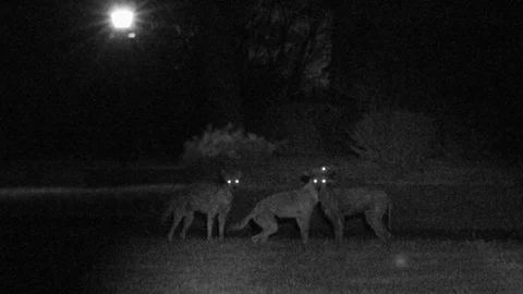 Coyote Pack Howling at Night Stock Footage
