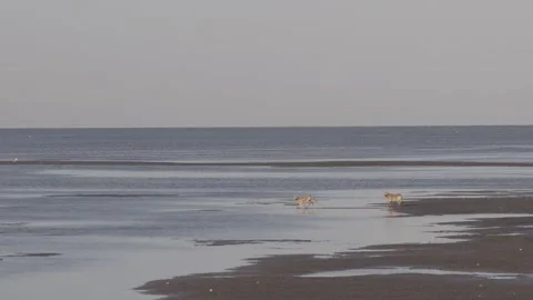 Coyote Pair of Coyotes Running Over Estuary Mudflat Lagoon in Mexico Vídeo Stock 332945479