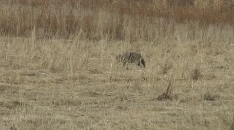 Coyote Part 1 Stock Footage 11658640