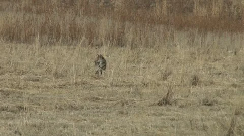 Coyote Part 2 Stock Footage 11658536