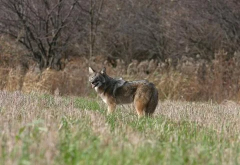 Coyote Stock Photos