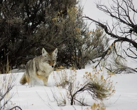 Coyote Stock Photos