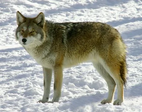 Coyote Stock Photos