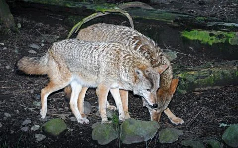 Coyote 写真素材