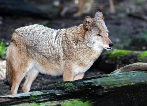 Coyote 写真素材